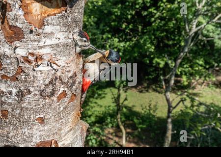 Großspecht; Dendrocopos Major; Erwachsenenfütterung, jung; Großbritannien Stockfoto