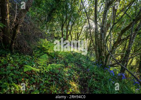 Woodland im Frühling; Bluebells in Flower; Großbritannien Stockfoto