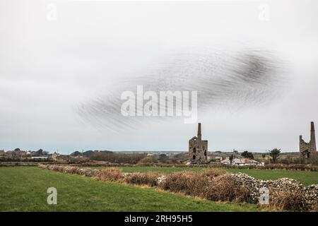 Starling Roost; Sturnus vulgaris; Cornwall; Großbritannien Stockfoto