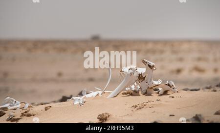 Knochen eines Kamels in der Wüste Stockfoto