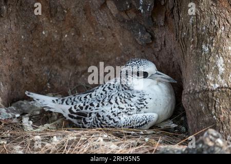 Weißschwanztropicbird; Phaethon lepturus; Juvenile on Nest; Seychellen Stockfoto