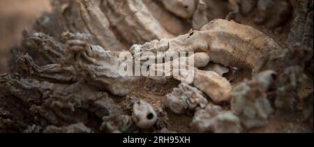 Death Cactus in der Wüste Stockfoto