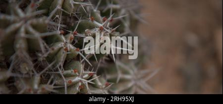 Death Cactus in der Wüste Stockfoto
