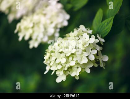 Im Sommer blühende weiße Hortensien. Blühende weiße Blumen im Landhausgarten mit unscharfem Hintergrund. Gartenkonzept. Selektiver Fokus. Stockfoto