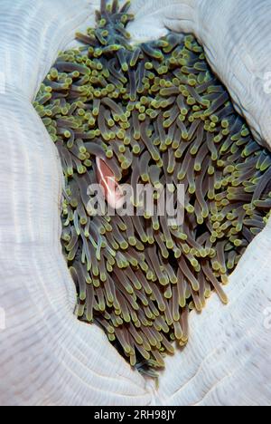 Rosa Anemonfisch, Amphiprion periderion, in Tentakeln der herrlichen Sea Anemone Ball, Heteractis Magnifica, Rhun Island, in der Nähe von Banda Neira, Maluku Prov Stockfoto