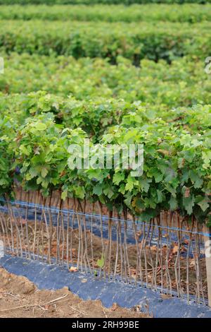 Kultur der Pflanzen de vigne dans le vignoble. CES jeunes plants sont destinés à être plantés dans les Parcelles de vigne. Vigne Stockfoto