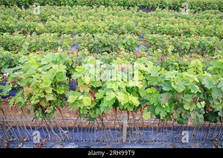 Kultur der Pflanzen de vigne dans le vignoble. CES jeunes plants sont destinés à être plantés dans les Parcelles de vigne. Vigne Stockfoto