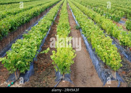 Kultur der Pflanzen de vigne dans le vignoble. CES jeunes plants sont destinés à être plantés dans les Parcelles de vigne. Vigne Stockfoto