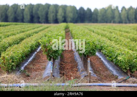 Kultur der Pflanzen de vigne dans le vignoble. CES jeunes plants sont destinés à être plantés dans les Parcelles de vigne. Vigne Stockfoto