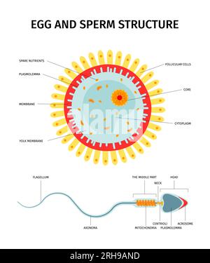 Weibliche Ei- und Spermienzellstrukturzusammensetzung mit einem Satz isolierter anatomischer Ansichten und Textbeschriftungen zur Vektordarstellung Stock Vektor