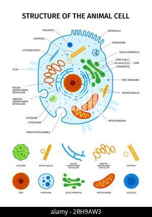 Zellanatomie-Set mit isolierten Symbolen der wesentlichen Elemente von Tierzellen mit Übersichts- und Textbeschriftungen, Vektordarstellung Stock Vektor