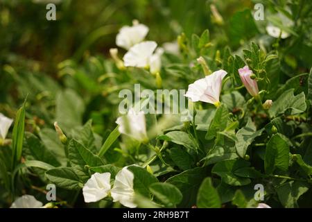 Im Garten wachsen weiße Blumen, Birke, Bindekraut. Stockfoto
