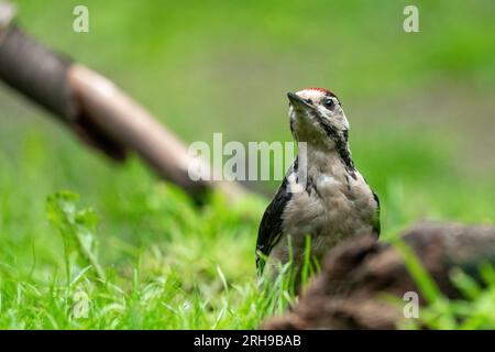 Großer Spechte Dendrocopos Major, Männchen dieses großen Vogels sitzt auf Baumstumpf, rote Federn, grüner diffuser Hintergrund, wilde Naturszene Stockfoto