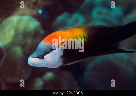 Slingjaw Wrasse, Epibulus Insidiator, Ameth Point, Nusa Laut, in der Nähe von Ambon, Indonesien Stockfoto