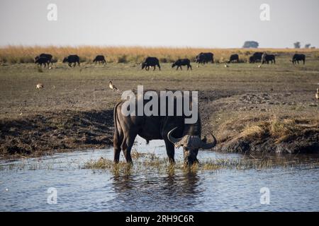 Buffalo im Chobe-Nationalpark, Botsuana Stockfoto
