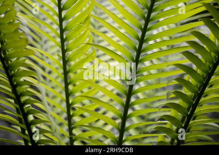 Grünes Werk Nahaufnahme. Natürliche Pflanzen Hintergrund. Palmzweige. Stockfoto