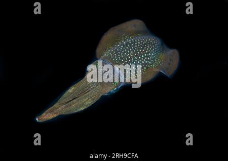 Bigfin Reef Squid, Sepioteuthis lessoniana, Nachttauchgang, Balbulol Island, Raja Ampat, West Papua, Indonesien Stockfoto