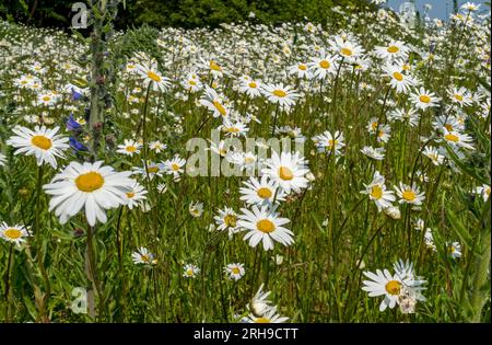 asteraceae-Wiese weiße Ochsenaugen-Gänseblümchen Wildblumen Blüten Blüten Blüten im Sommer North Yorkshire England Großbritannien Stockfoto