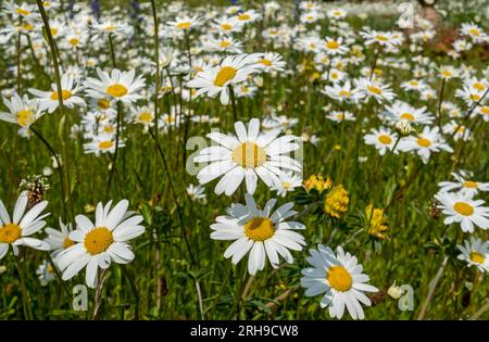 Nahaufnahme von asteraceae weiße Ochsenaugen Gänseblümchen Wildblumen Blüten Blüten Blüten im Sommer North Yorkshire England Großbritannien Stockfoto