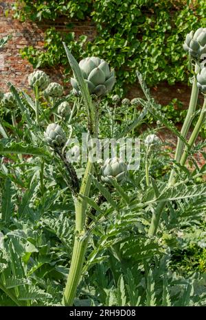 Nahaufnahme von Artischocken, die in einem Gemüsegarten wachsen, bedeckt mit Blattläusen im Sommer England Großbritannien Stockfoto