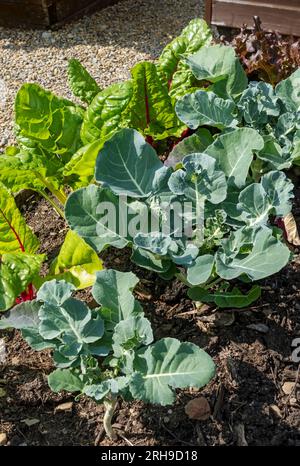 Schließung von Kalabrese- und Mangold-Pflanzen, die in einem Gemüsegarten mit Zuteilung angebaut werden im Sommer England Vereinigtes Königreich GB Großbritannien Stockfoto