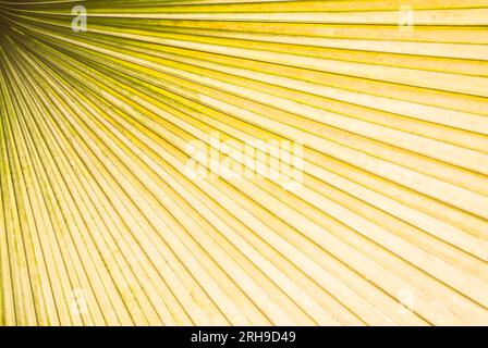 Nahaufnahme eines Palmenblattes in gelber Farbe. Hintergrund- und Texturvorlage. Stockfoto