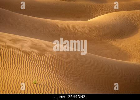 Die Kunst der Natur ist zu sehen: Sanddünen, die von der Zeit geformt wurden, ihre anmutigen Kurven, geschmückt mit dem Tanz von Licht und Schatten, die ein faszinierendes Licht enthüllen. Stockfoto