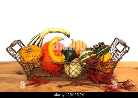 Korb mit Kürbchen auf weißem Hintergrund mit Kopierbereich. Herbst, halloween und Thanksgiving Still Life Dekor Stockfoto