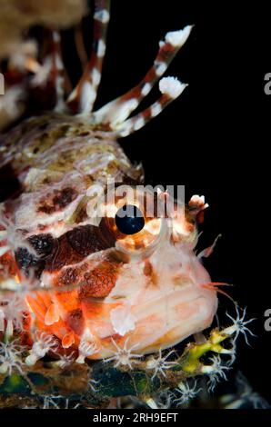 Spotfin Lionfish, Pterois antennata, zwischen Korallenpolypen, Seraya House Reef Tauchplatz, Seraya, Bali, Indonesien Stockfoto