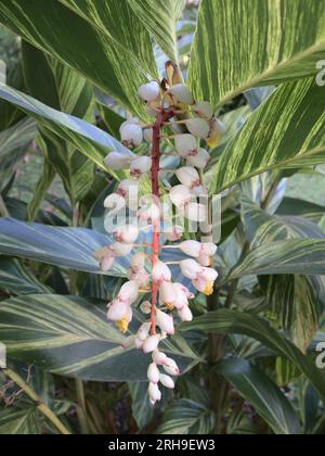 Alpinia-Zerumbet-Blüten Stockfoto