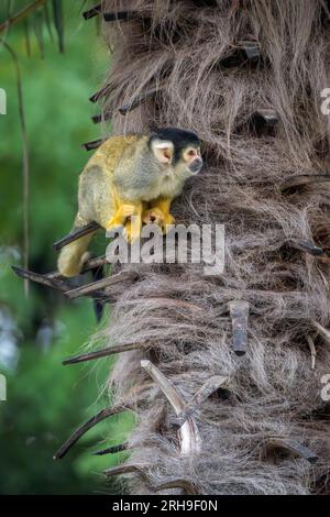 Ein einsamer Schwarzer Eichhörnchen-Affe liegt auf dem Stamm einer Ölpalme und beginnt, Nahrung zu suchen. Stockfoto