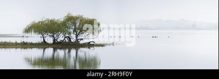 Ein australisches Panorama von einem nebelbedeckten Khancoban-Staudamm mit einem Dickicht von Trauerweiden und einem großen Schwarz von eleganten Schwänen im Backgorund. Stockfoto