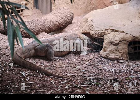 Komodo-Drache, der in seinem Versteck herumläuft Stockfoto