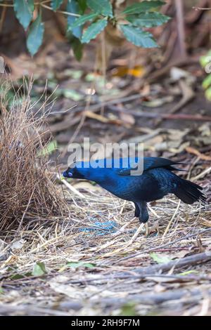 Männlicher Satin Bowerbird, ein anspruchsvoller Sammler von Objekten, bewertet seinen Bower kritisch mit der Ansicht, einige Änderungen vorzunehmen. Stockfoto