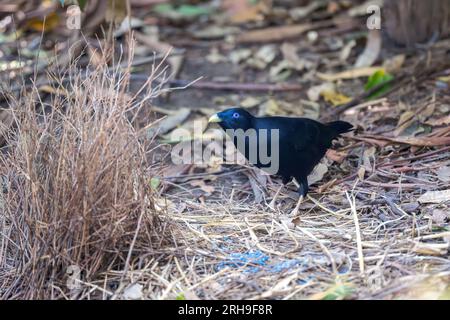 Männlicher Satin Bowerbird, ein anspruchsvoller Sammler von Objekten, bewertet seinen Bower kritisch mit der Ansicht, einige Änderungen vorzunehmen. Stockfoto