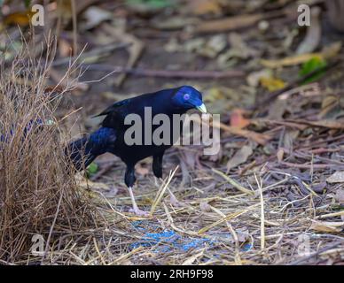 Männlicher Satin Bowerbird, der eine Samenkapsel trägt, überprüft kritisch seinen Bower mit der Ansicht, einige Änderungen vorzunehmen. Stockfoto