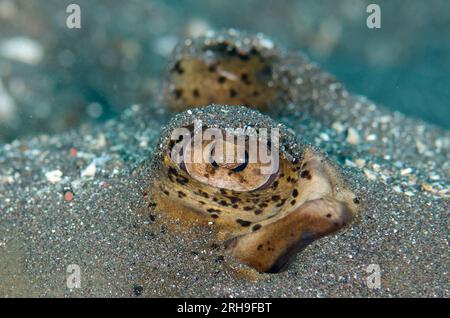 Augen des mit Sand bedeckten Blue-Spotted Fantail Ray, Taeniura Lymph, Sedam Tauchplatz, Seraya, Bali, Indonesien Stockfoto