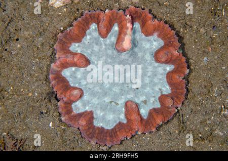 Lobed Brain Coral, Lobophyllia valenciennesii, Liberty Wrack Tauchplatz, Tulamben, Karangasem, Bali, Indonesien Stockfoto