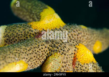 Gruppe von Comb Jellies; Coeloplana sp, mit kommensalen Garnelen, Zenopontonia soror, auf Luzon Sea Star, Echinaster luzonicus, Dropoff Tauchplatz, Seraya, K Stockfoto