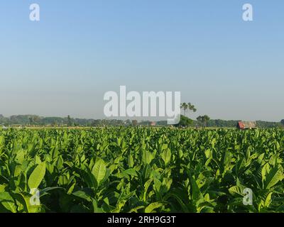 Tabakpflanzen, deren Blätter noch grün sind Stockfoto