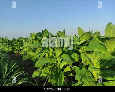 Tabakpflanzen, deren Blätter noch grün sind Stockfoto