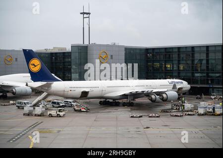04.08.2023, Frankfurt, Hessen, Deutschland, Europa - Ein Lufthansa Airbus A340-600 Passagierflugzeug dockt an einem Gate des Frankfurter Flughafenterminals 1 an. Stockfoto