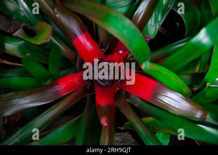 Blush Bromelie-Pflanze, Neoregelia Carolinae Stockfoto