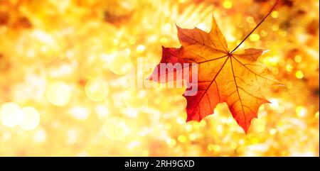 Herbsthintergrund mit herbstrotem Ahornblatt. Wunderschönes Naturkonzept an sonnigen Herbsttagen. Stockfoto