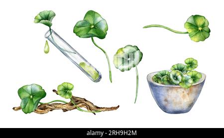 Set aus Centella asiatica, ätherischen Ölen, Snag Aquarell Illustration isoliert auf weiß. Pennykraut, Kräuterpflanzen, Holzzweig, Mörser handgezeichnet Stockfoto