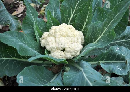 Blumenkohl wächst in organischem Boden im Garten im Gemüsebereich Stockfoto