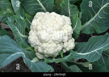 Blumenkohl wächst in organischem Boden im Garten im Gemüsebereich Stockfoto