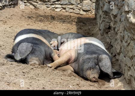 Ein paar Schweine liegen neben dem Stall Stockfoto