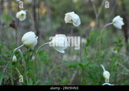 Im Frühling blüht Anemone sylvestris im Wald Stockfoto