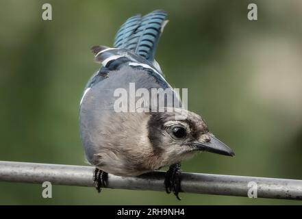Ein Bluejay kommt an Deck an Stockfoto